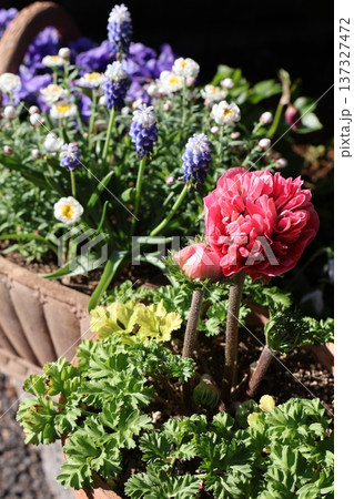 アネモネとムスカリ、花かんざしの寄せ鉢 アネモネとムスカリ、花かんざしの寄せ鉢 137327472