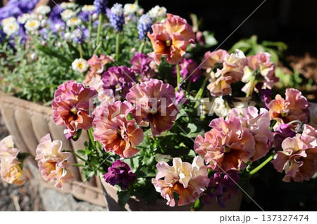 春に綺麗に咲くフリルパンジー 137327474