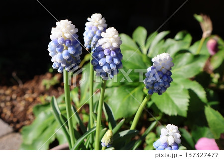 水色と白のバイカラームスカリ 137327477