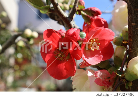 春に咲く赤いボケの花 137327486