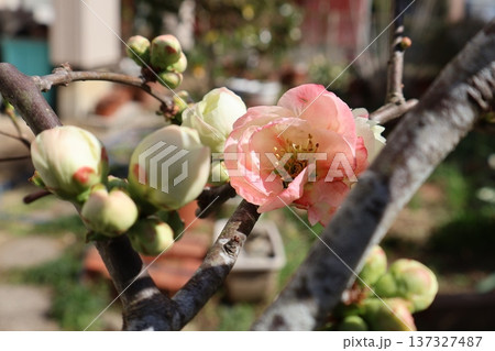 八重咲きのボケの花 137327487