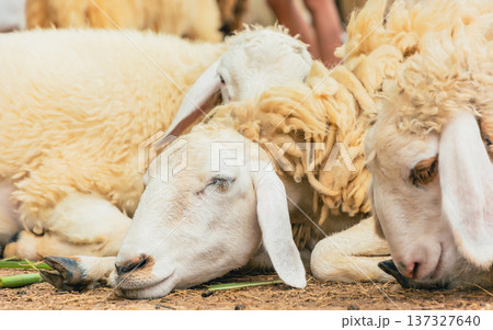 Happy Sheep Closing Eyes and Sleeping on a Rural Farm 137327640