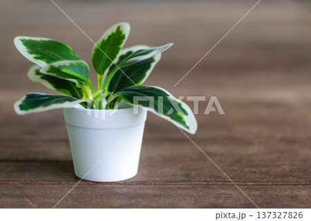 Small green houseplant in a white pot on wooden table with soft light and clean minimal style indoors Small green houseplant in a white pot on wooden table with soft light and clean minimal style indoors 137327826