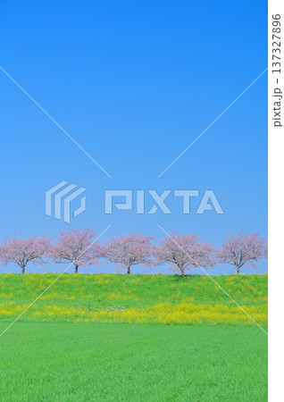 青空と桜並木と菜の花畑の春の風景 青空と桜並木と菜の花畑の春の風景 137327896