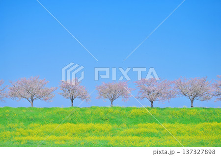 青空と桜並木と菜の花畑の春の風景 137327898