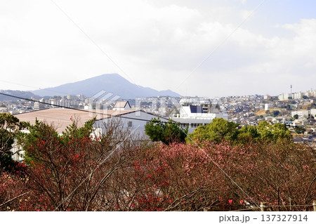 紅梅と皿倉山 137327914