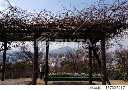 藤棚のしたから見える梅花と皿倉山 137327917