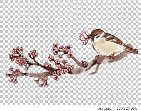 Sparrow perched on a cherry blossom branch (ink pen watercolor style) 137327959