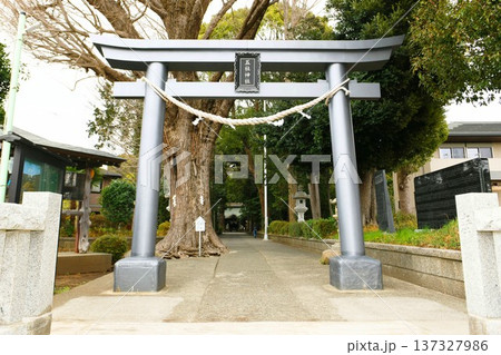 【綾瀬市　日本武尊ゆかりの神社「五社神社」鳥居と参道】 137327986