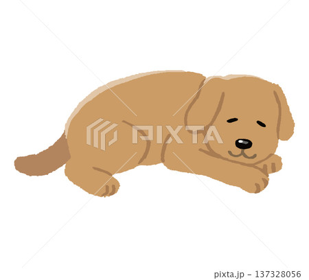 眠る犬 137328056