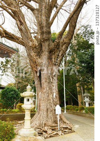 【綾瀬市　日本武尊ゆかりの神社「五社神社」参道入口にある御神木の銀杏】 137328127