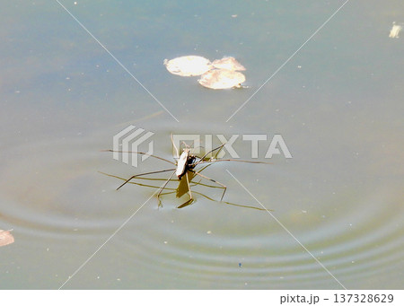 アメンボ アメンボ 137328629