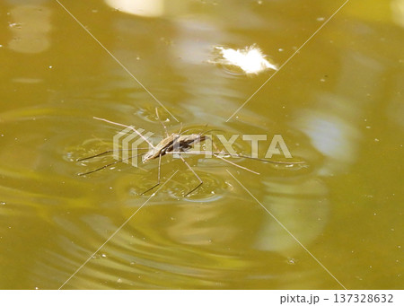 アメンボ アメンボ 137328632