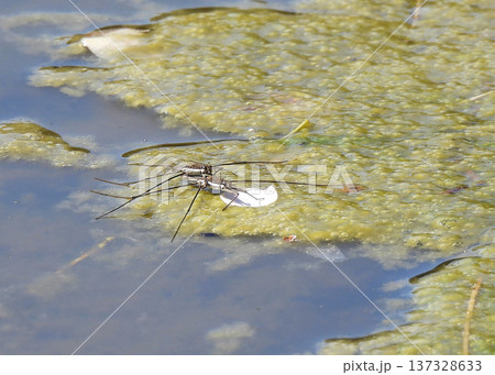 アメンボ アメンボ 137328633