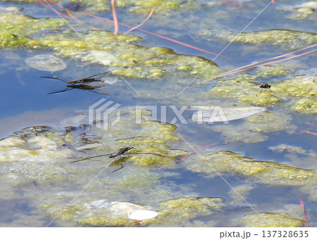 アメンボ アメンボ 137328635