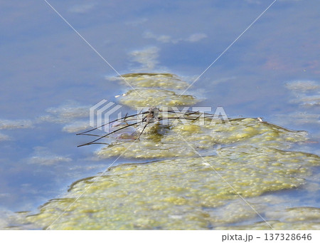 アメンボ アメンボ 137328646