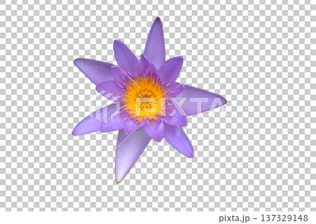 purple lotus flower purple lotus flower 137329148