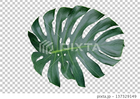 Green Monstera leaf 137329149