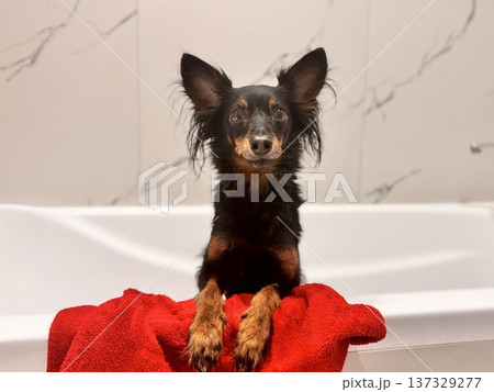 Ratlik, a happy young Prague rat trap are standing in the bathroom, after a walk, the owner washes the dog's paws. Ratlik, a happy young Prague rat trap are standing in the bathroom, after a walk, the owner washes the dog's paws. 137329277
