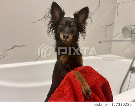 Ratlik, a happy young Prague rat trap are standing in the bathroom, after a walk, the owner washes the dog's paws. 137329280