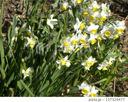 こじま花の会花畑で綺麗に咲いた白い花の水仙 こじま花の会花畑で綺麗に咲いた白い花の水仙 137329477