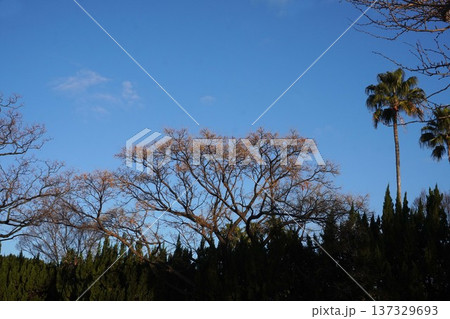 センダンの実・2025年112 137329693