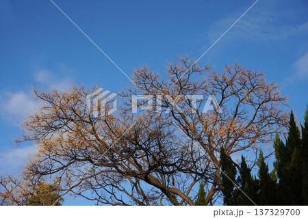 センダンの実・2025年112 センダンの実・2025年112 137329700