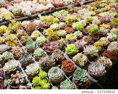 植物 工場 プランツ 137329810