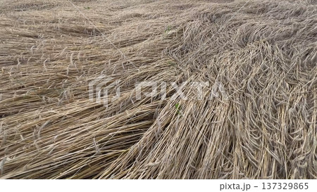 Crop circles in a wheat field creating a mysterious pattern 137329865