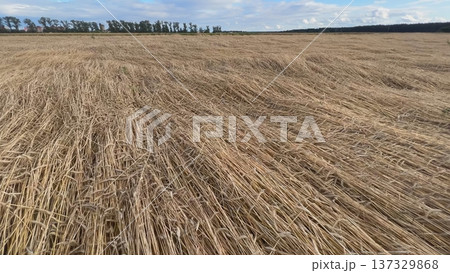 Windswept wheat field creating mesmerizing patterns under cloudy sky Windswept wheat field creating mesmerizing patterns under cloudy sky 137329868