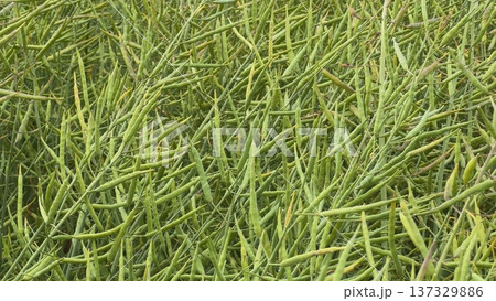 Close-up of rapeseed pods growing in a field, forming a dense texture 137329886