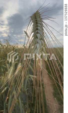Single ripe ear of rye growing in cultivated field under cloudy sky Single ripe ear of rye growing in cultivated field under cloudy sky 137329888