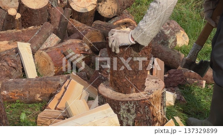 Lumberjack splitting firewood with axe in the forest 137329899