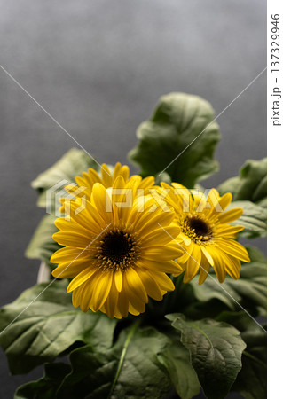 黄色いガーベラのクローズアップ素材 137329946
