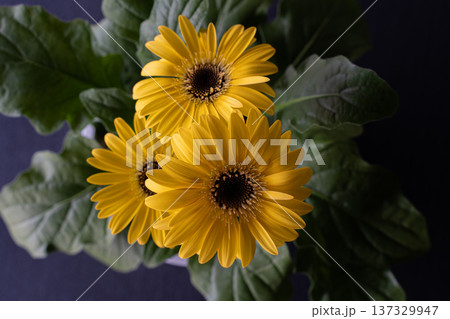 黄色いガーベラのクローズアップ素材 137329947