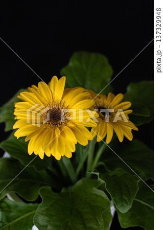 黄色いガーベラのクローズアップ素材 137329948