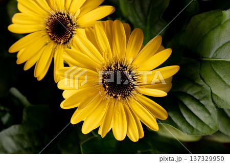 黄色いガーベラのクローズアップ素材 137329950
