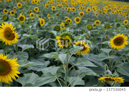 Vast sunflower field with blooming yellow flowers and green buds in summer. Lush agricultural landscape showcasing natures growth and seasonal harvest. Botanical beauty for rural farming and 137330045