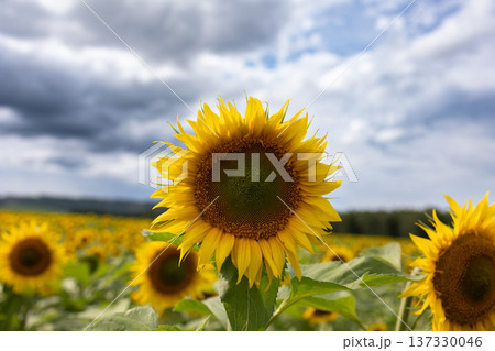 Close-up of blooming sunflower in vast field under partly cloudy sky. Vibrant yellow petals and green leaves in summer nature landscape. Symbol of growth and seasonal agriculture. photography Close-up of blooming sunflower in vast field under partly cloudy sky. Vibrant yellow petals and green leaves in summer nature landscape. Symbol of growth and seasonal agriculture. photography 137330046