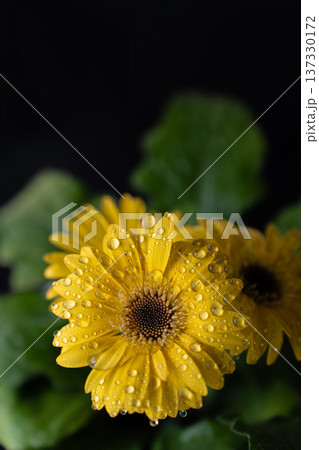 水滴のついた黄色いガーベラの花素材 137330172