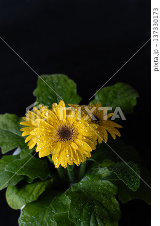 水滴のついた黄色いガーベラの花素材 137330173