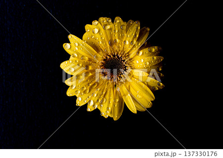 水滴のついた黄色いガーベラの花素材 137330176