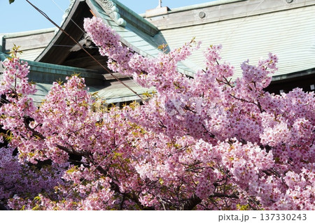 桜神宮の寒緋桜 137330243
