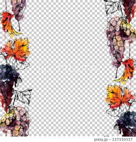 Ripe grape clusters hanging on vine with leaves, ink outline on wet watercolor bleed. Isolated illustration hand drawn for harvest festival retail branding, culinary publishing, wine shop graphics. 137330337