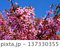 青空を背景に咲く河津桜 137330355