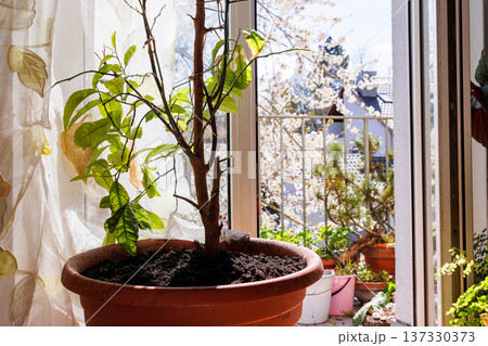 Sunlit view from indoors toward a balcony garden with large terracotta planters, green houseplants, and gardening containers Sunlit view from indoors toward a balcony garden with large terracotta planters, green houseplants, and gardening containers 137330373