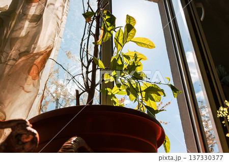 Low angle view of a potted lemon tree by an open window, lit by strong sunlight with blue sky and soft cherry blossom outside. 137330377