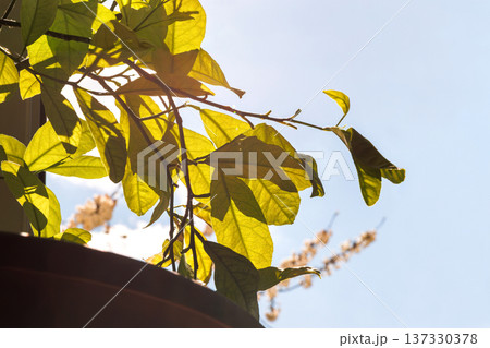 Low angle close up of a lemon tree with translucent green leaves lit by strong sunlight against a clear blue sky with soft blossom in the background. Copy space Low angle close up of a lemon tree with translucent green leaves lit by strong sunlight against a clear blue sky with soft blossom in the background. Copy space 137330378