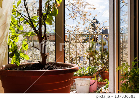 Sunlit view from indoors toward a balcony garden with large terracotta planters, green houseplants, and gardening containers Sunlit view from indoors toward a balcony garden with large terracotta planters, green houseplants, and gardening containers 137330383