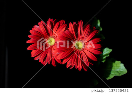 光を浴びる真っ赤なガーベラの花びらの素材 137330421